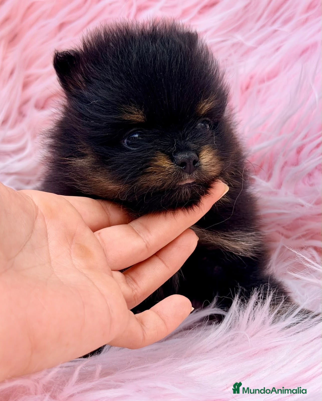 Pomerania perros Hembra pomerania 🐾 - Anuncio 2