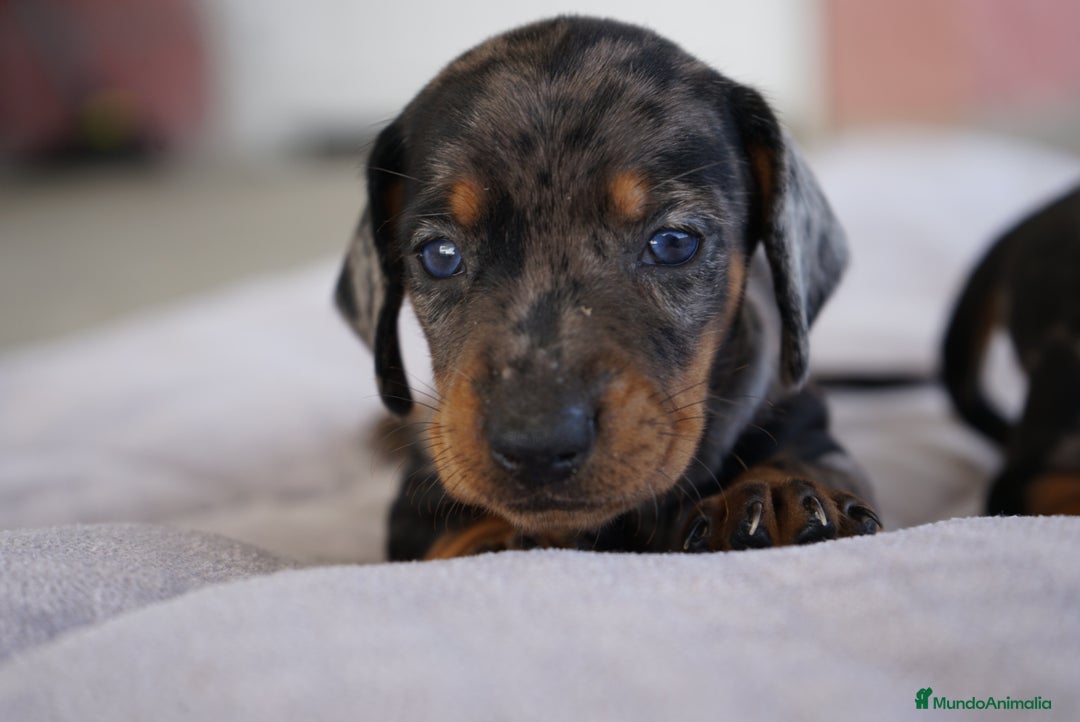 Teckel Miniatura perros en venta: 🌸 Florentina – Teckel miniatura merlé con negro🐾 - Imagen 14