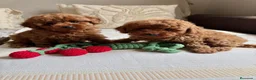 Caniche Toy perros en venta: Caniche Toy Macho y Hembra !!! - Anuncio 1