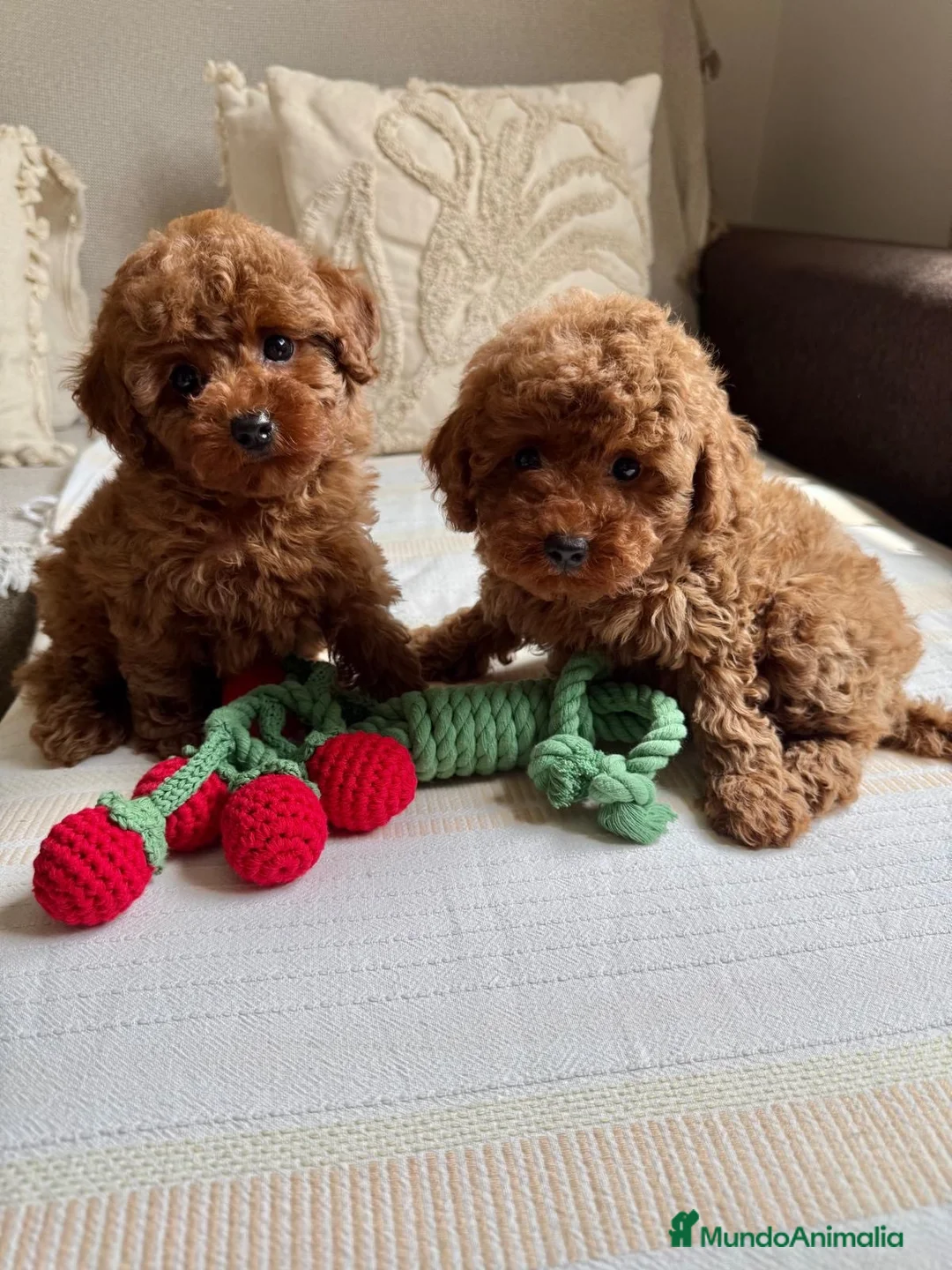 Caniche Toy perros en venta: Caniche Toy Macho y Hembra !!! - Anuncio 1