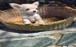 Chihuahua perros en venta: Chihuahua micro toy hembra  - Imagen 7