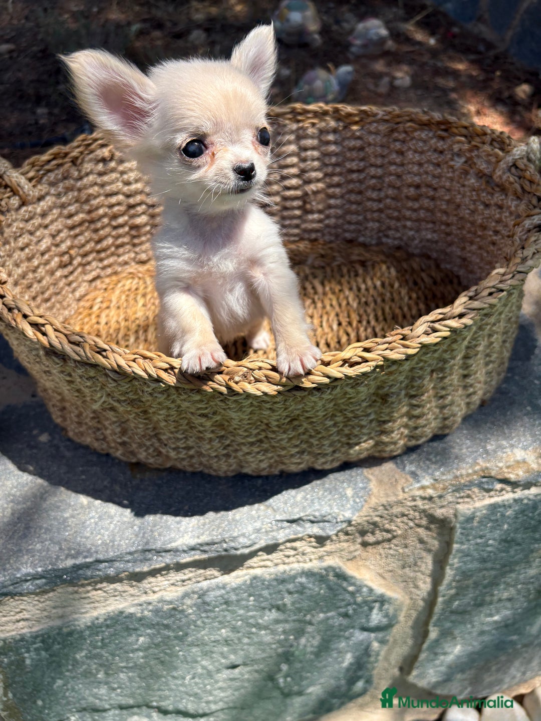 Chihuahua perros en venta: Chihuahua micro toy hembra  - Imagen 7