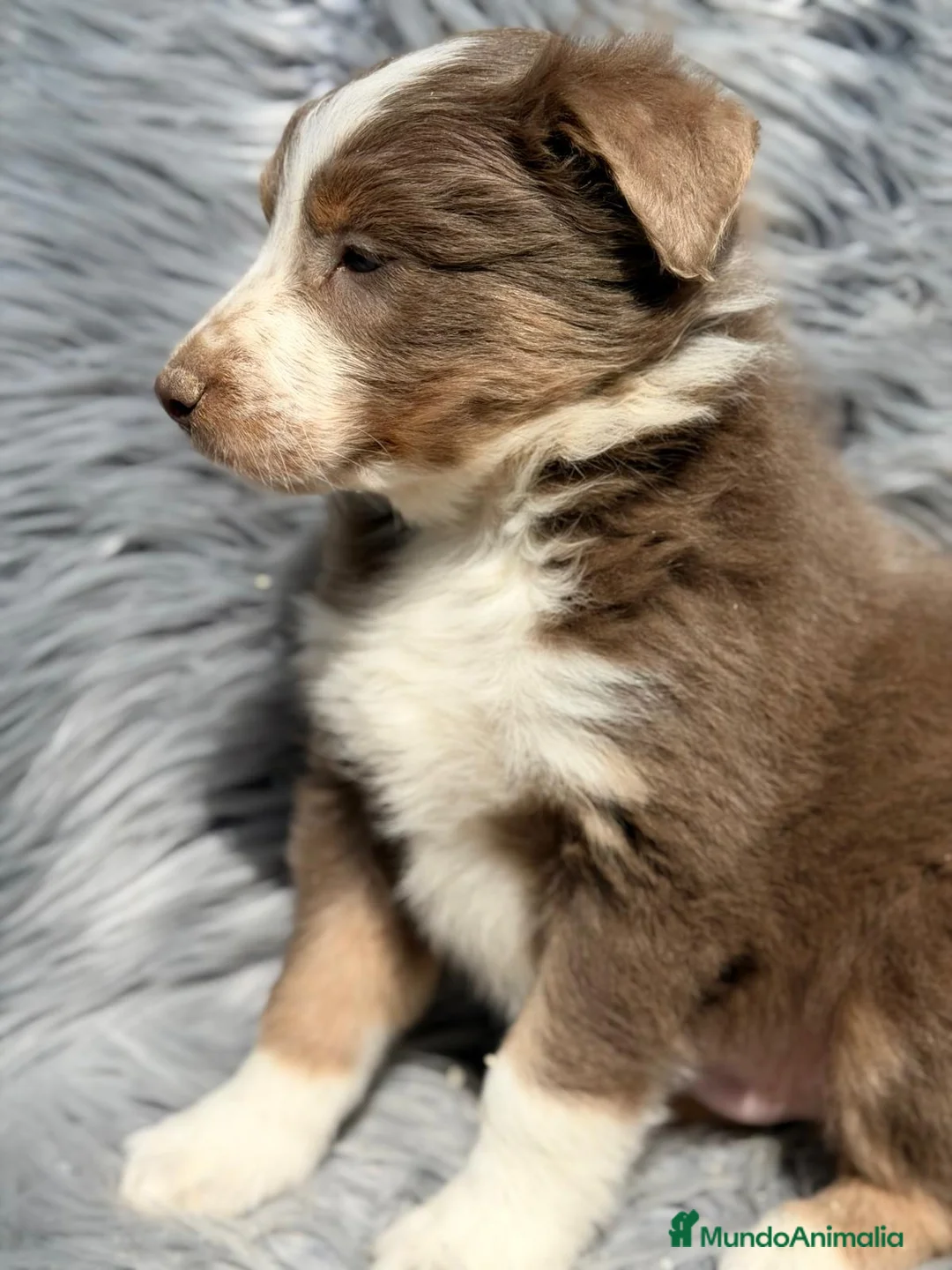 Border Collie perros en venta: Border collie tricolor Lilac  - Anuncio 4