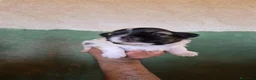 Shih Tzu perros en venta: Shit shu maxima calidad hembra - Anuncio 2