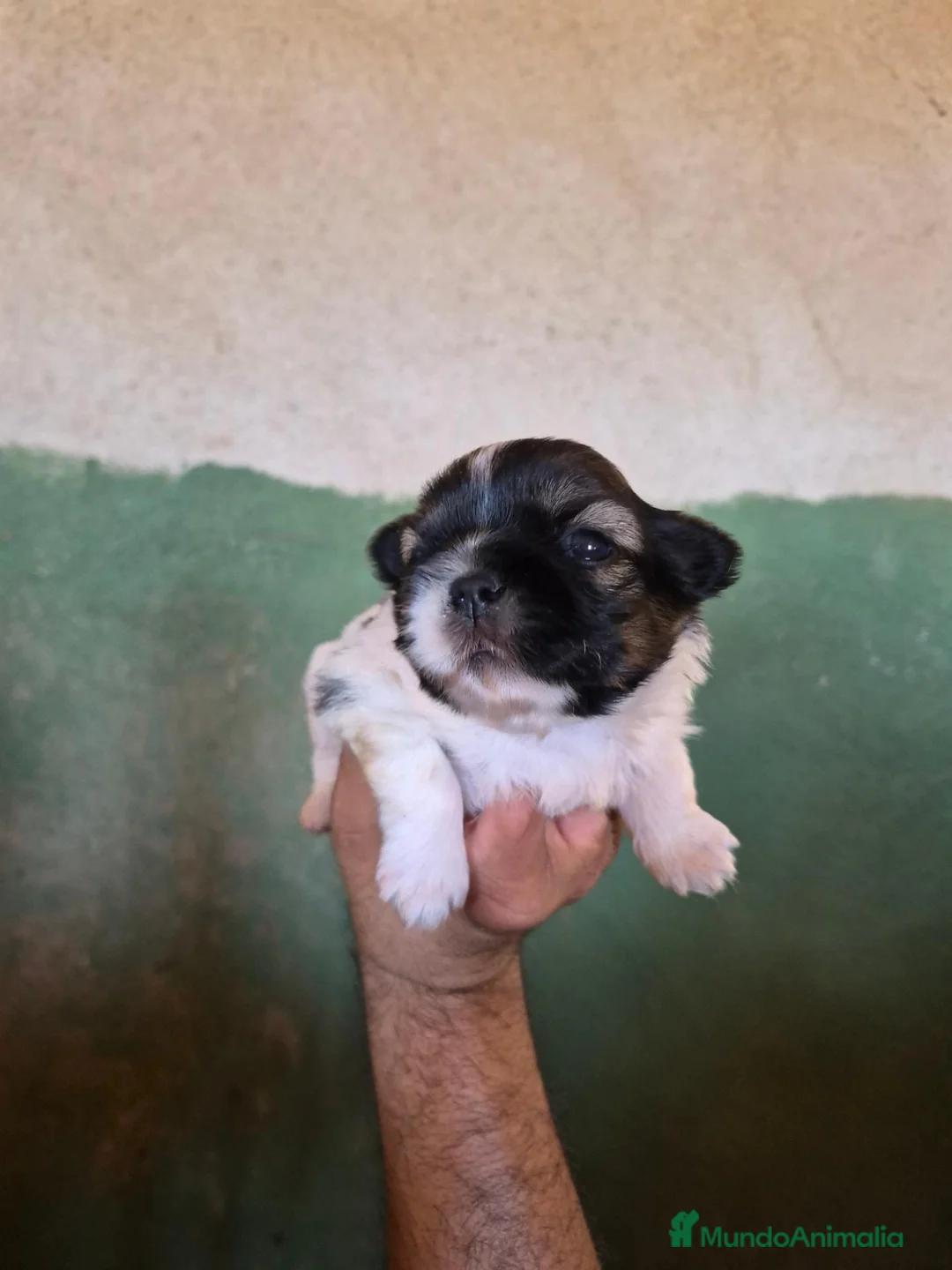 Shih Tzu perros en venta: Shit shu maxima calidad hembra - Anuncio 2