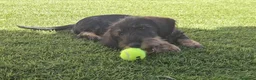 Teckel Miniatura perros en venta: Teckel kanichen pelo duro  - Anuncio 3