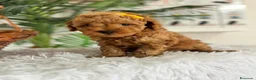 Caniche Toy perros en venta: CANCIHE ROJO - Anuncio 13