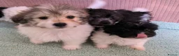 Bichón Habanero perros en venta: Machitos de bichon habanero - Anuncio 28