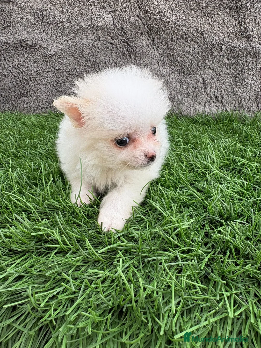 Pomerania perros en venta: Hembra mini toy lulu Pomerania blanca naranja  - Anuncio 8