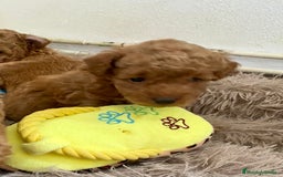 Caniche Enano perros en venta: Caniche enano - Imagen 3