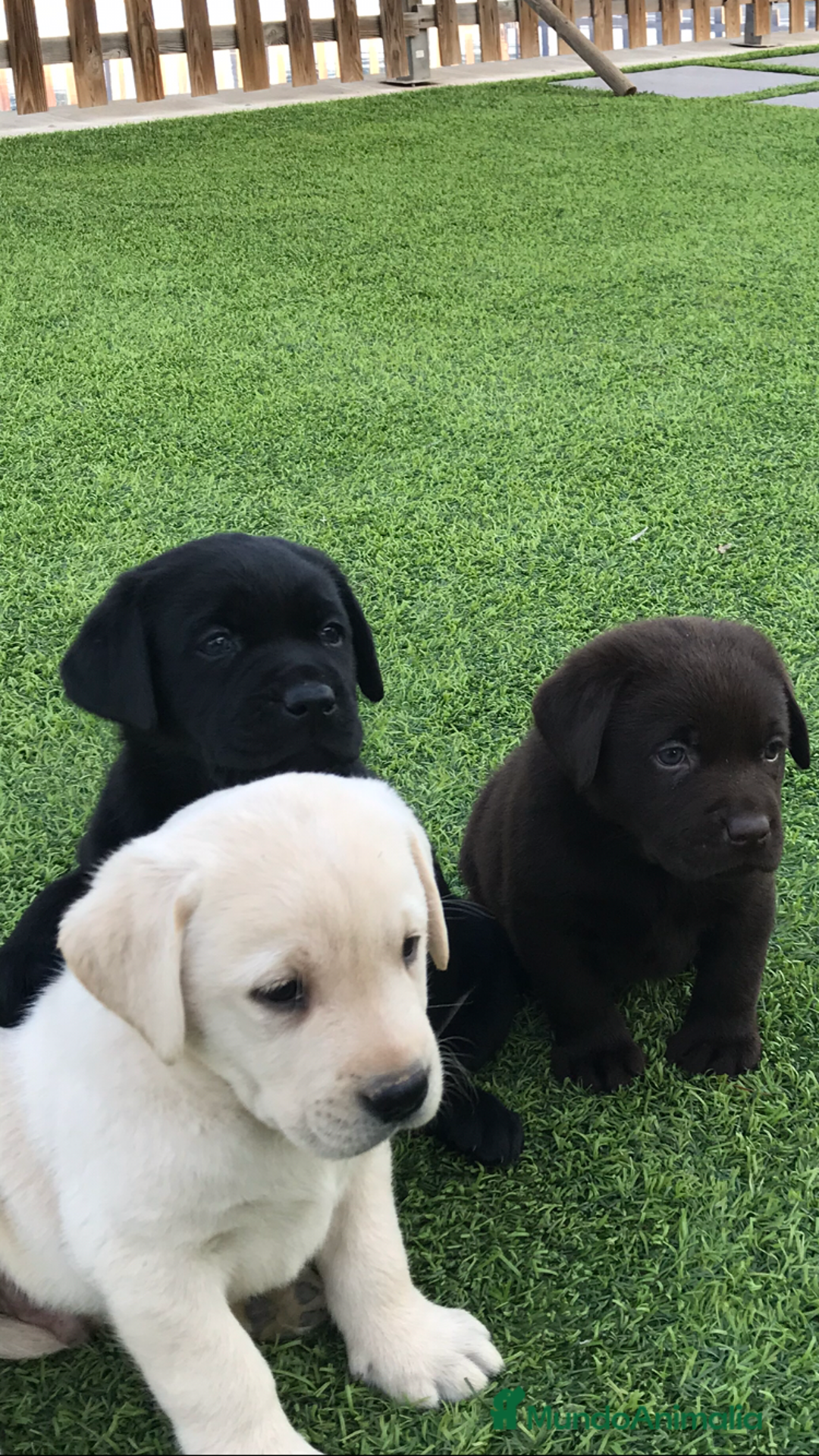 Labrador Retriever perros en venta: Cachorros de labrador retriever con pedigree  - Anuncio 24