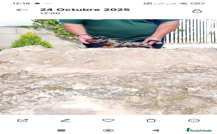 Teckel Miniatura perros - Anuncio 9