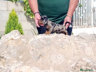 Teckel Miniatura perros Preciosos cachorros teckel miniatura y kaninchen - Anuncio 5