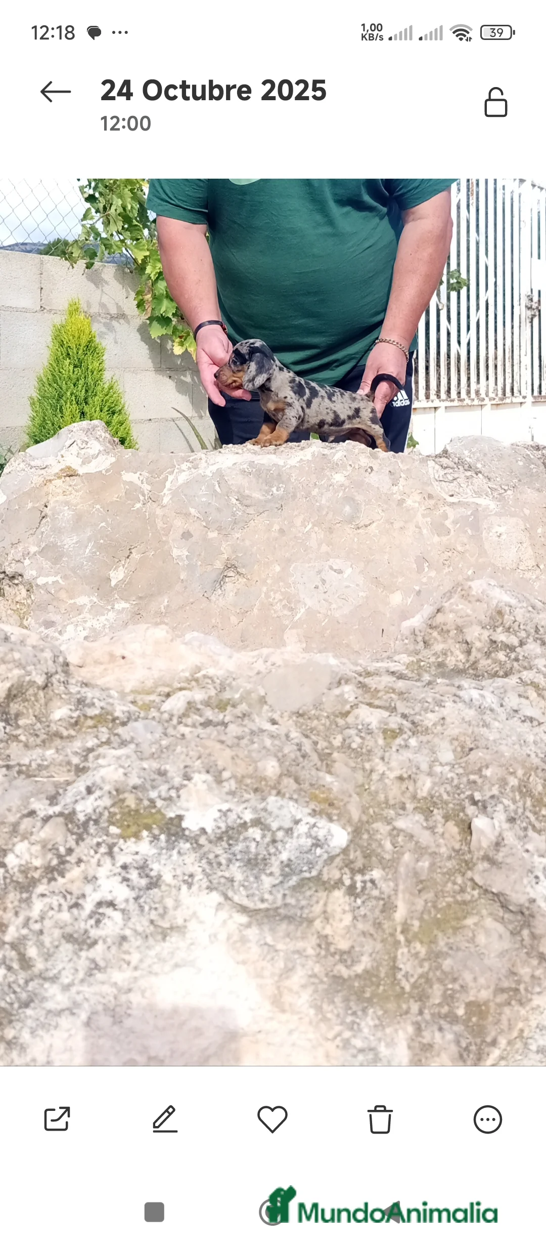 Teckel Miniatura perros en venta: Preciosos cachorros teckel miniatura y kaninchen  - Anuncio 1