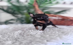 Pinscher Miniatura perros en venta: MINI PINSCHER MUNIATURA - Anuncio 22
