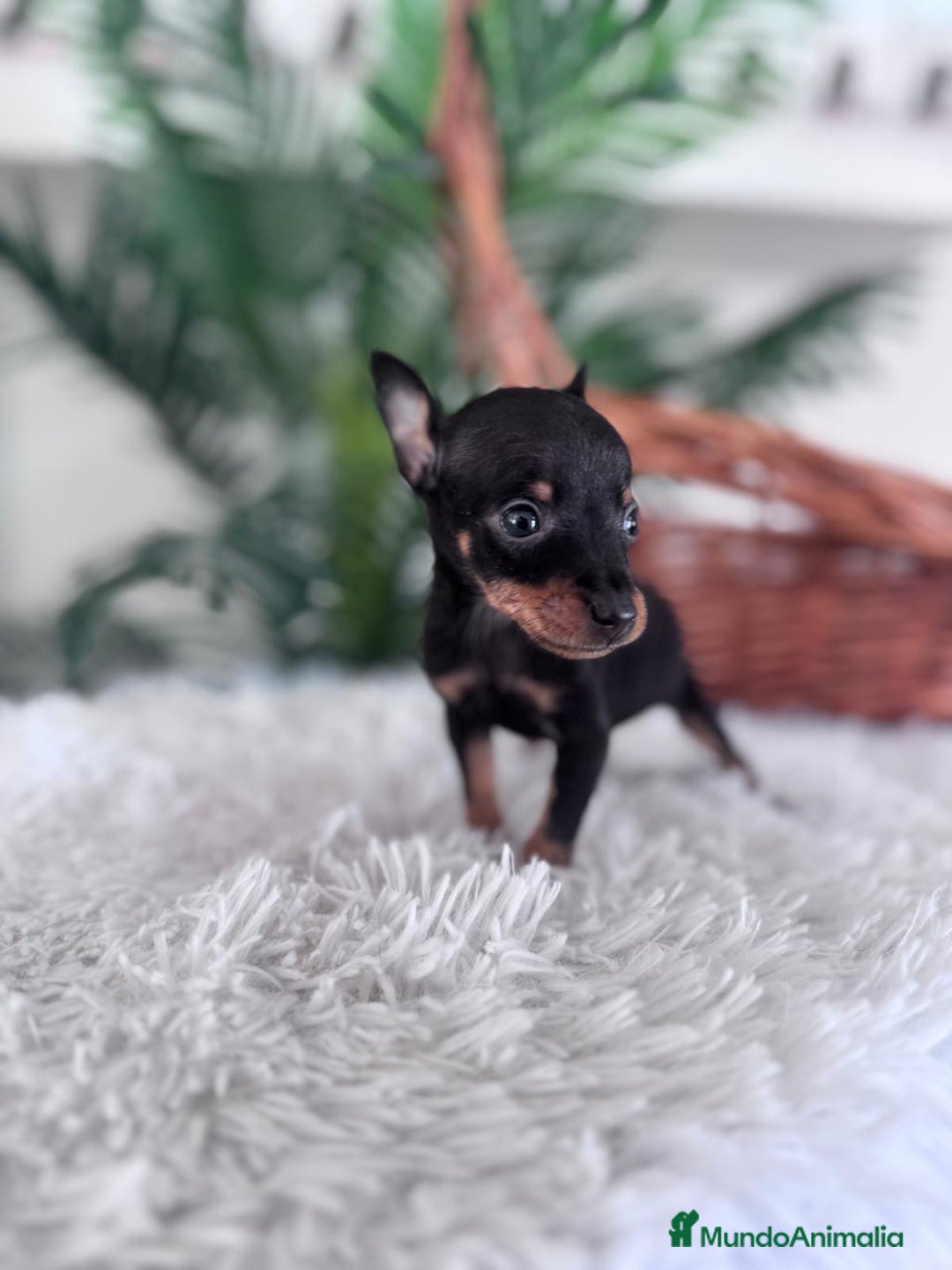 Pinscher Miniatura perros en venta: MINI PINSCHER MUNIATURA - Anuncio 22