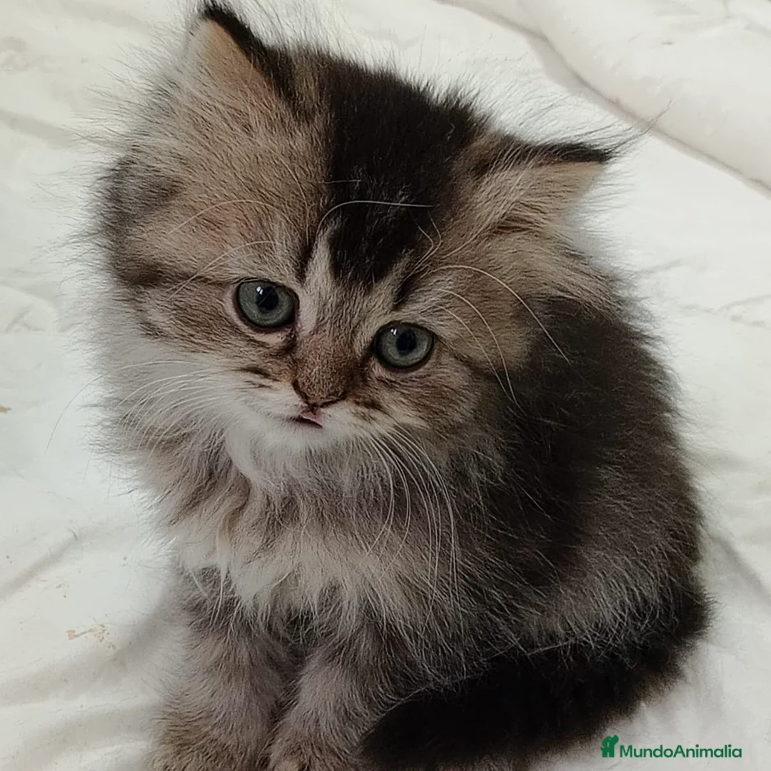 Británico de Pelo Corto gatos en venta: British Short Hair  - Anuncio 1