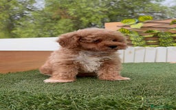 Caniche Toy perros en venta: CANICHE TOY MACHO  - Imagen 5