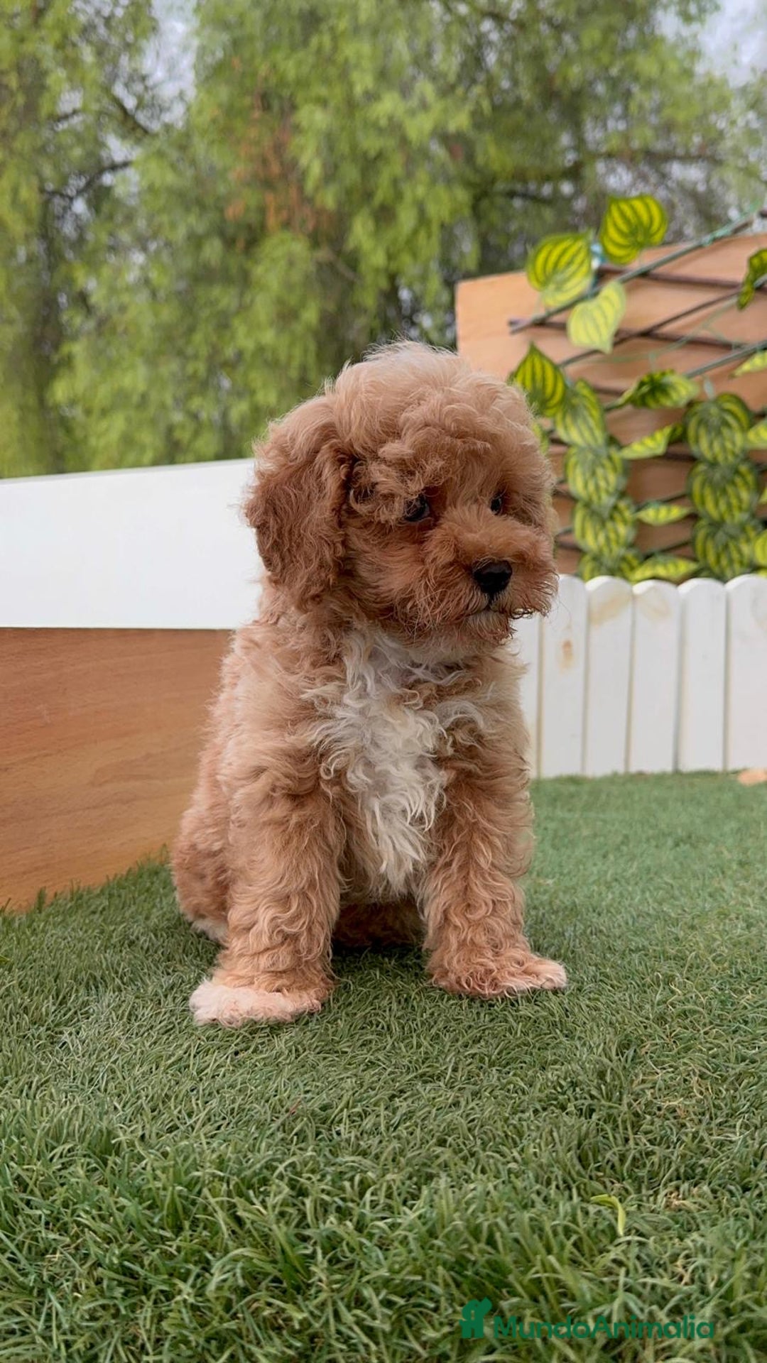 Caniche Toy perros en venta: CANICHE TOY MACHO  - Imagen 5