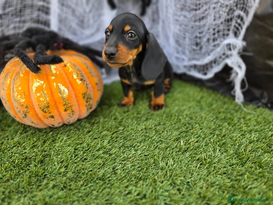 Teckel Miniatura perros en venta: TECKEL KANNINCHEN - Anuncio 3