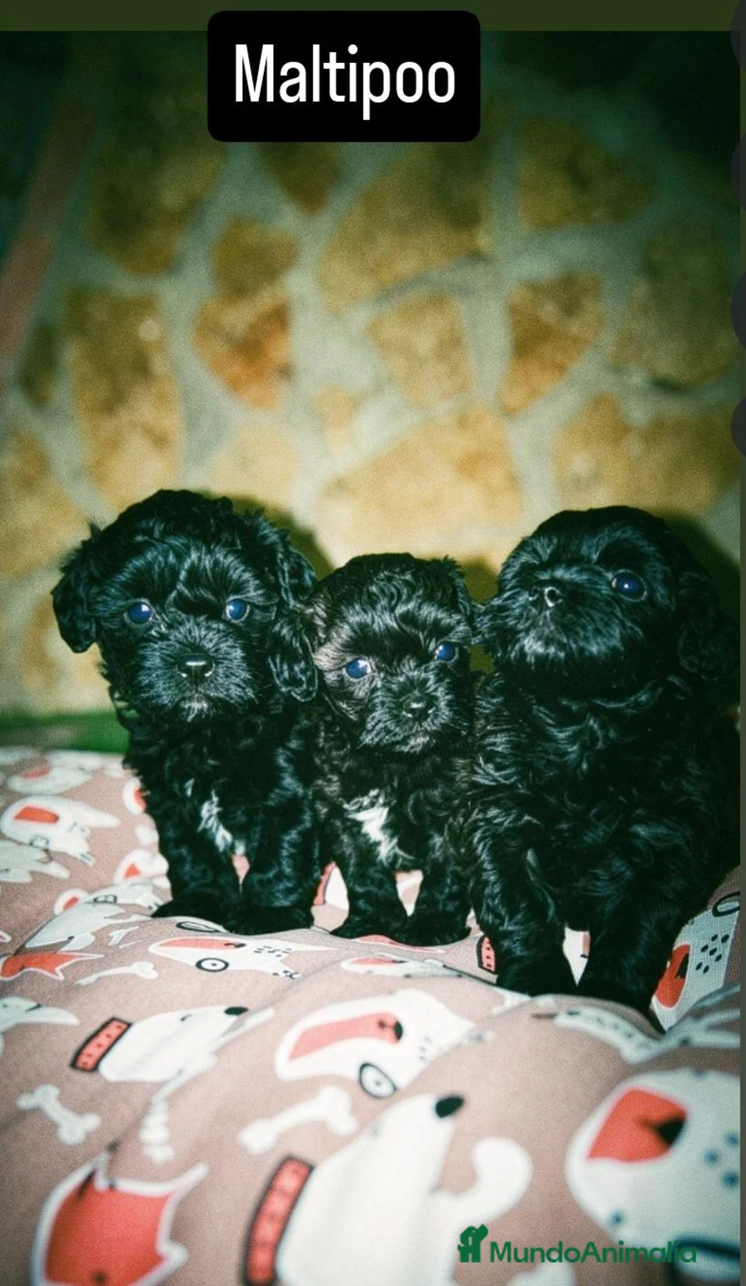 Maltipoo perros en venta: Maltipoo mini  - Anuncio 2