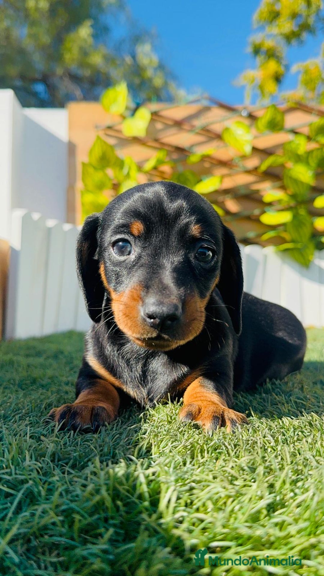 Teckel Miniatura perros en venta: TECKEL MINIATURA  - Anuncio 29