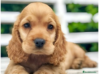 Cocker Spaniel Inglés perros - Anuncio 2