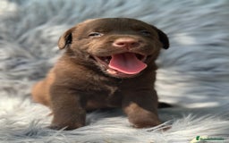 Labrador Retriever perros en venta: LABRADOR RETRIEVER CHOCOLATE - Imagen 4