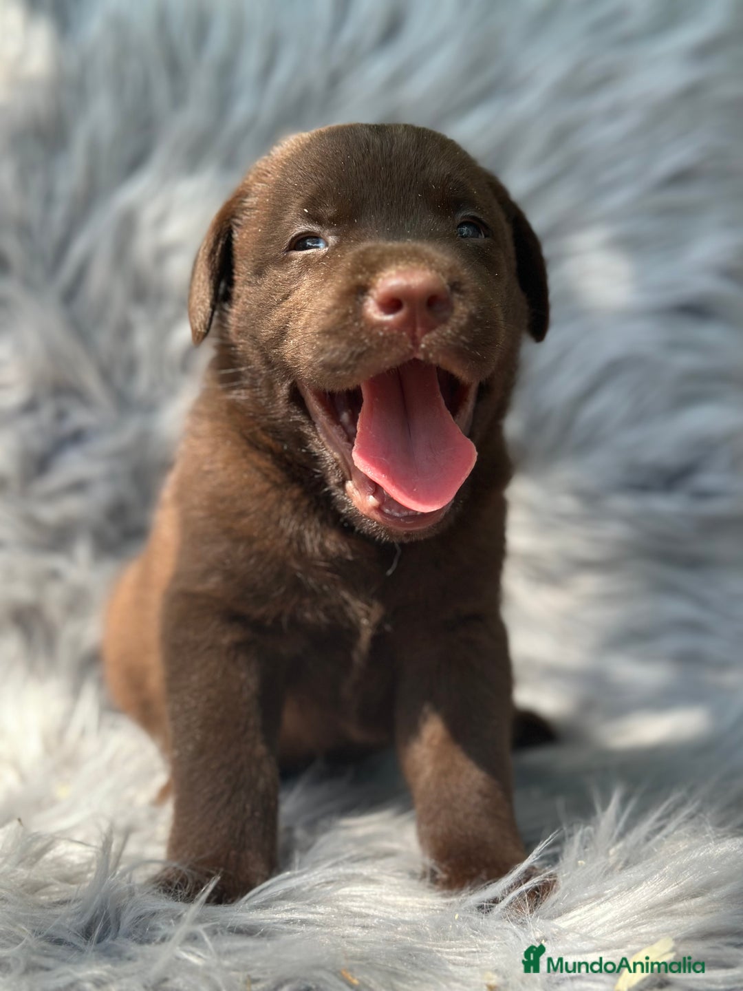 Labrador Retriever perros en venta: LABRADOR RETRIEVER CHOCOLATE - Imagen 4