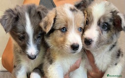 Border Collie perros en venta: Camada de Border collie  - Imagen 7