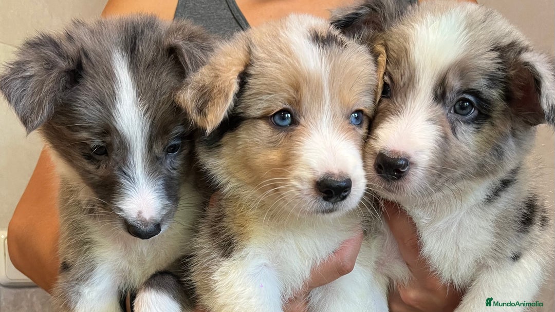 Border Collie perros en venta: Camada de Border collie  - Imagen 7