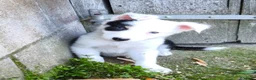 Border Collie perros en venta: Cachorros border collie chocolate - Anuncio 6