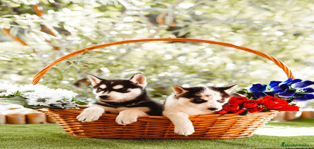 Imagen de galería {{count}}