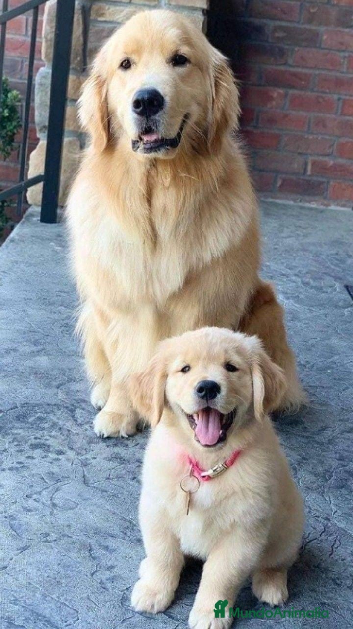 Golden Retriever perros Golden retriever bebes espectaculares y nobles  - Anuncio 2
