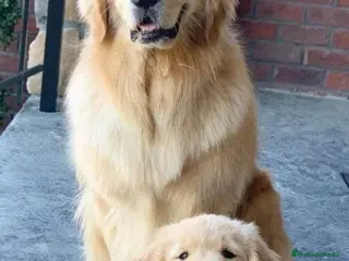 Golden Retriever perros Golden retriever bebes espectaculares y nobles - Anuncio 2