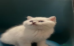 Británico de Pelo Corto gatos en venta: Macho British Blanco - Imagen 3