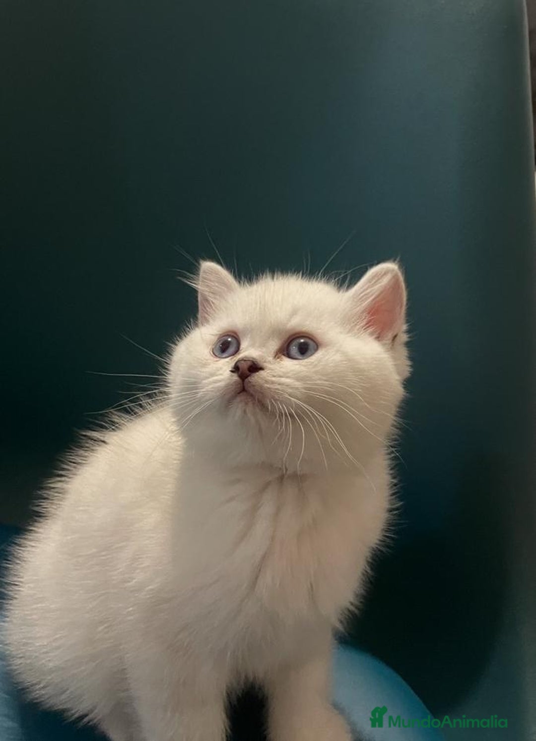 Británico de Pelo Corto gatos en venta: Macho British Blanco - Imagen 3