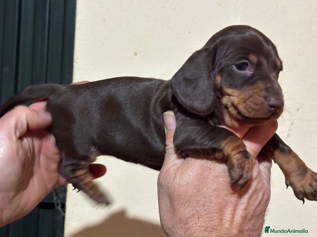 Teckel perros en venta: Teckel hembra chocolate  - Anuncio 1