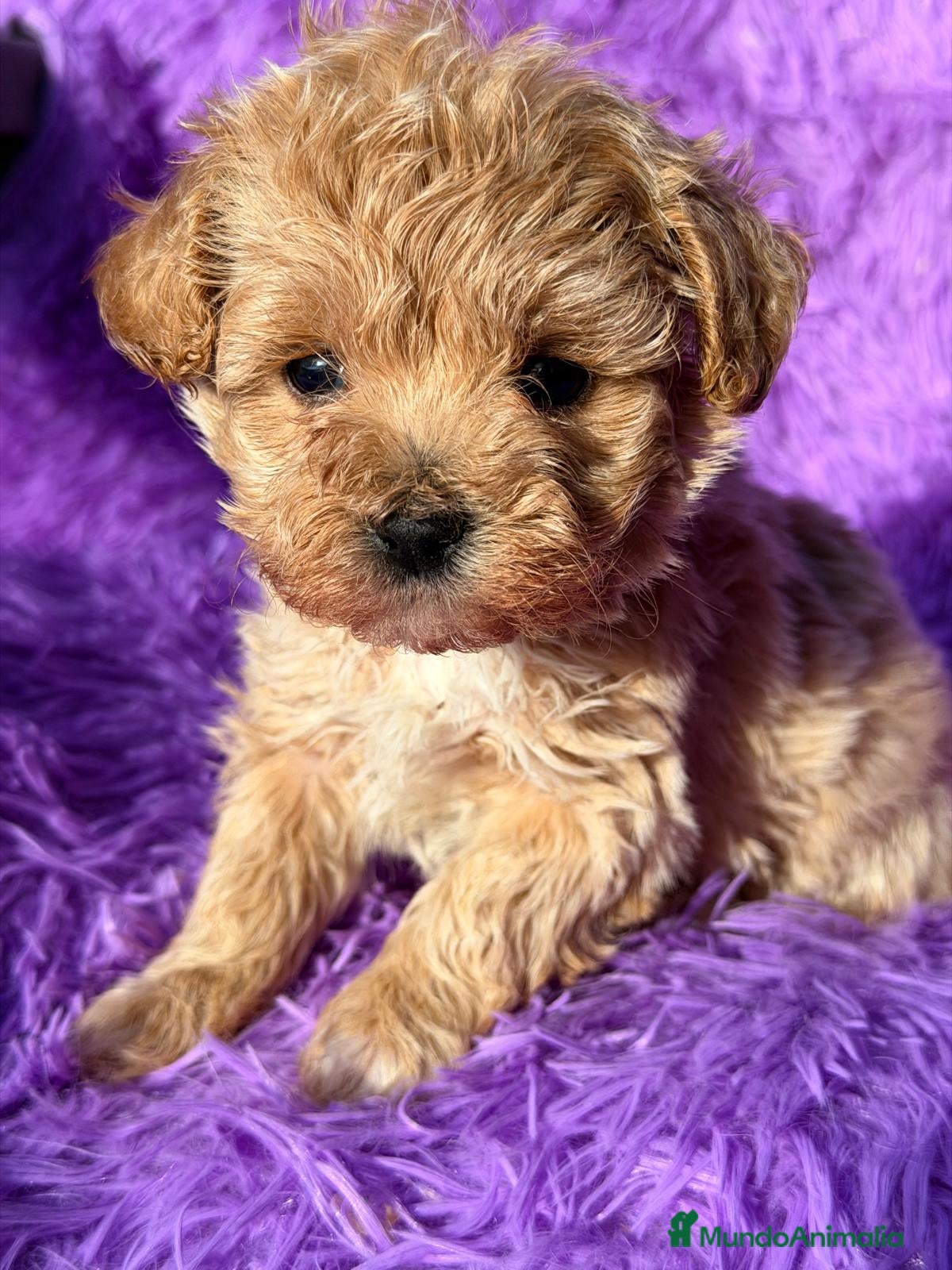 Maltipoo perros MALTIPOO - Anuncio 2