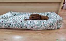 Caniche Enano perros en venta: Caniches - Imagen 6