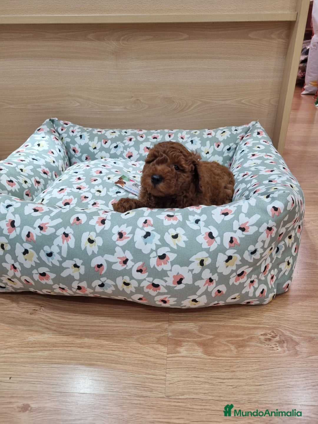 Caniche Enano perros en venta: Caniches - Imagen 6