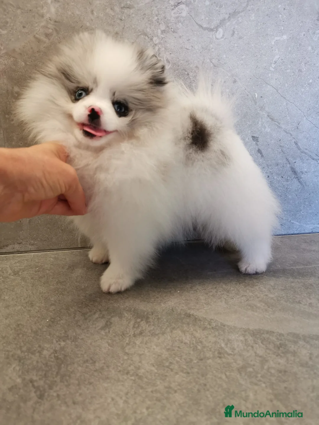 Pomerania perros en venta: Pomerania Merle Toy ojos azules hembra  - Anuncio 1