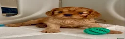 Cavalier King Charles Spaniel perros en venta: Cavalier King Charles Spaniel  en Alicante - Anuncio 2