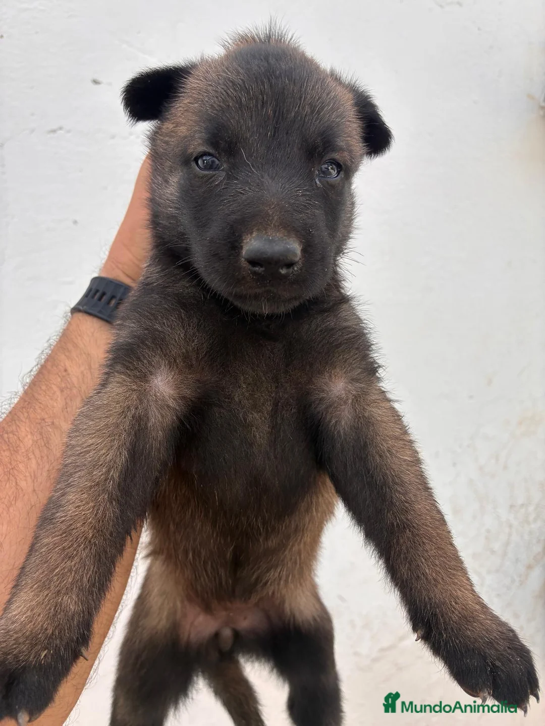 Pastor Belga Malinois perros en venta: PASTOR BELGA MALINOIS - Anuncio 1