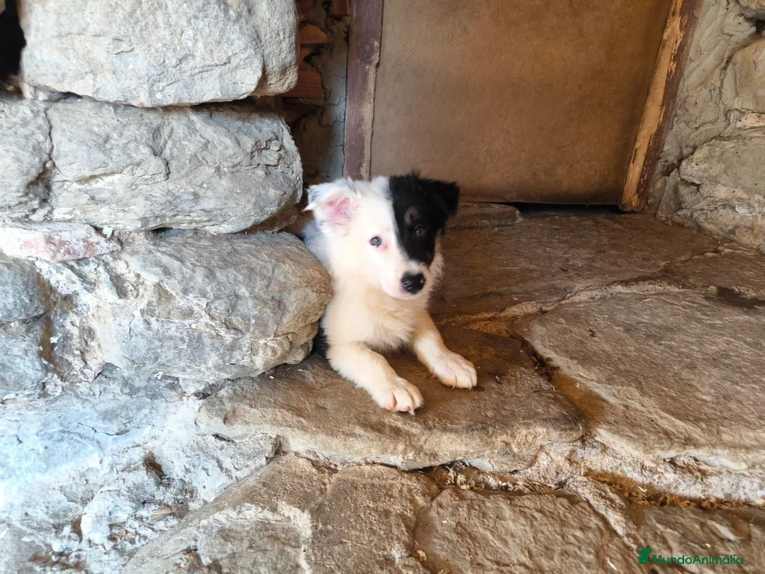 Border Collie perros en venta: Último cachorro border collie! - Anuncio 1