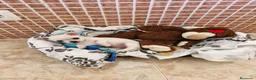 Chihuahua perros en venta: Chihuahua - Anuncio 2