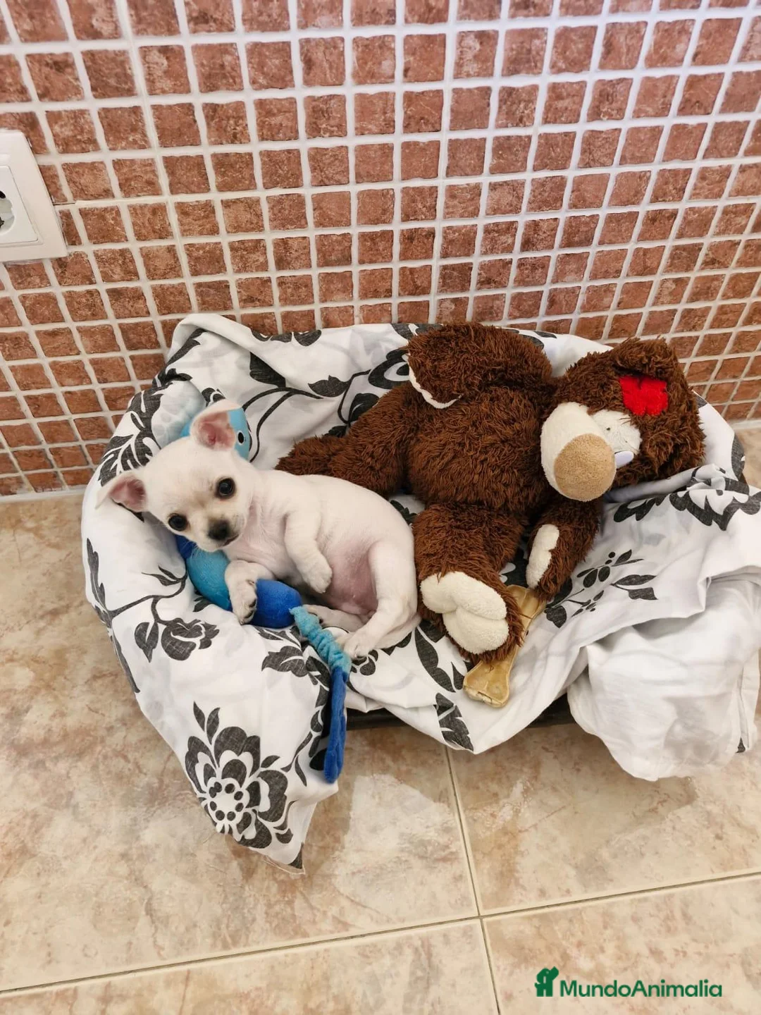 Chihuahua perros en venta: Chihuahua - Anuncio 2