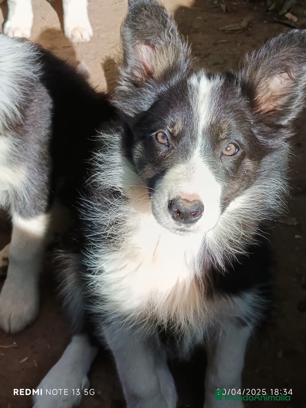 Border Collie perros Border Collie  - Anuncio 1