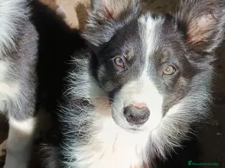 Border Collie perros Border Collie - Anuncio 4
