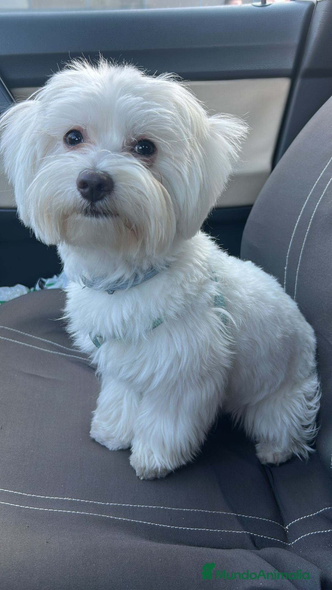 Bichón Maltés perros Bichon maltés  - Anuncio 1